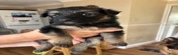 German Shepherd dogs for sale: German shepherd puppies - Advert 1