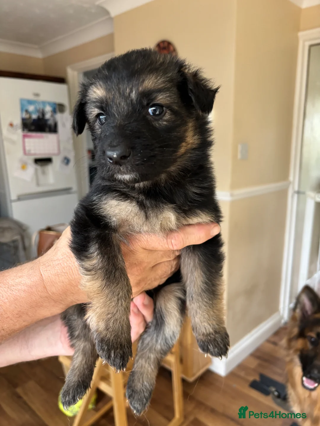 German Shepherd dogs for sale: German shepherd puppies - Advert 1