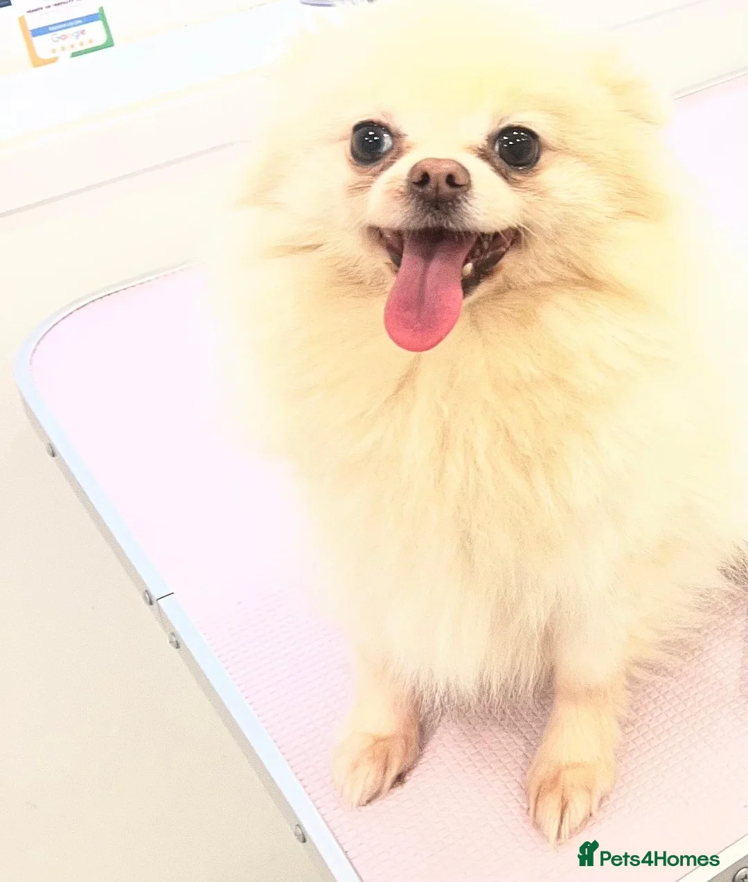 Pomeranian dogs for sale: Beautiful Pomeranian Girl - Advert 4