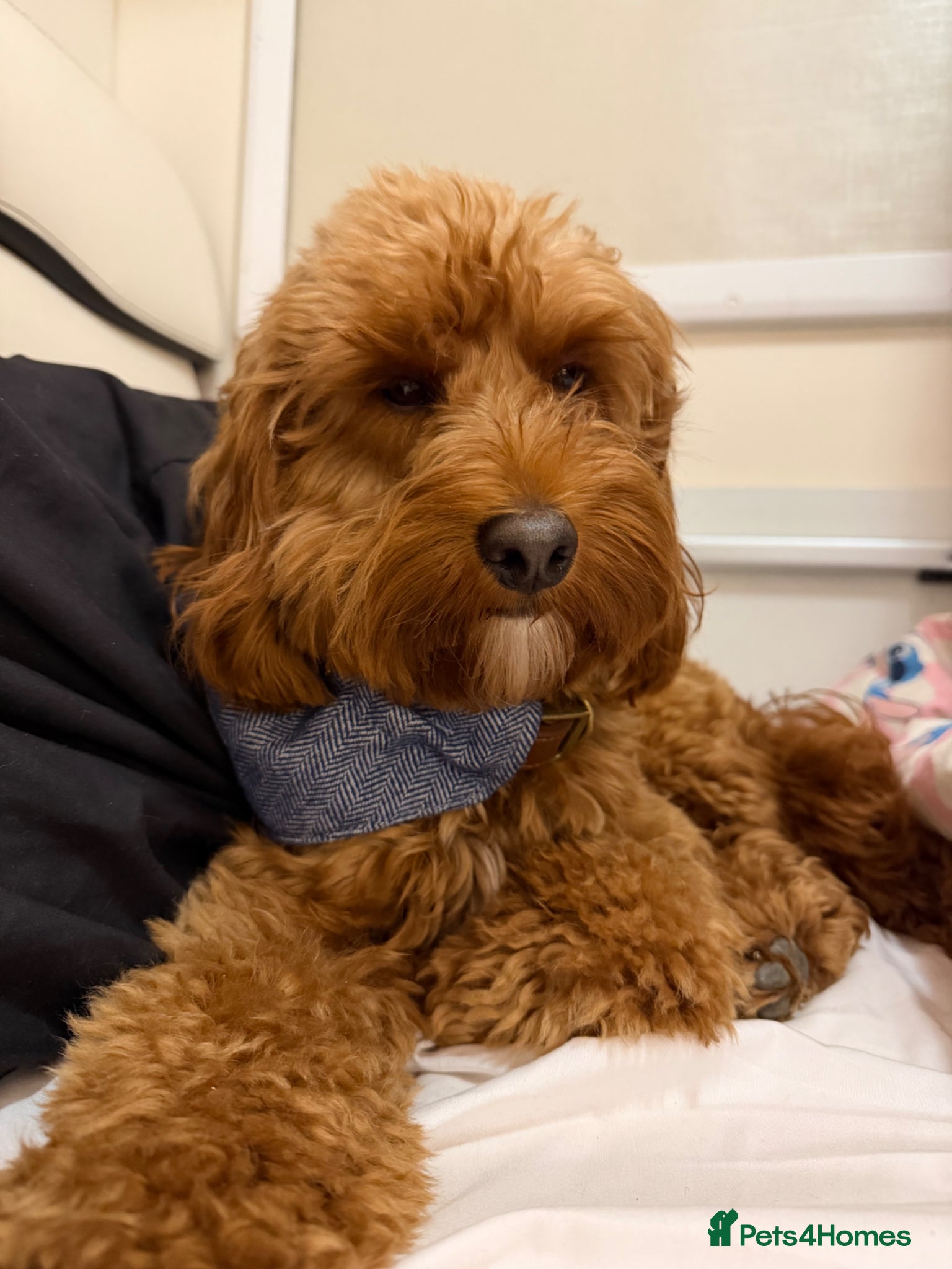 Cockapoo dogs Proven cockapoo for stud - Advert 1