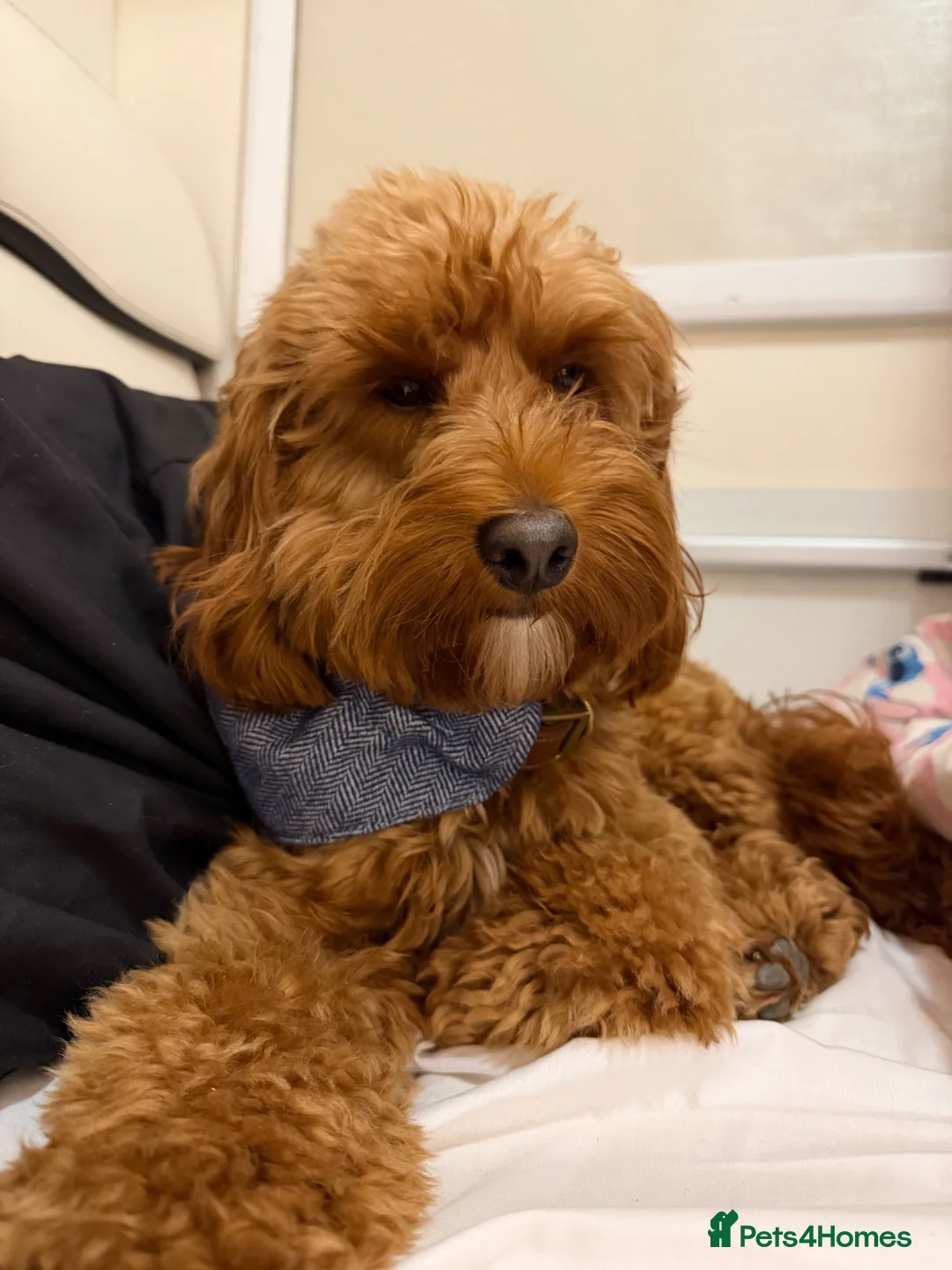 Cockapoo dogs for stud: Proven cockapoo for stud - Advert 1