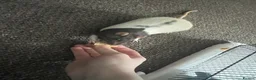 Rat rodents for sale: 4 female rats to rehome  in Scarborough - Advert 3