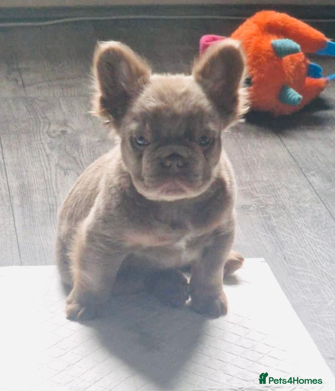 French Bulldog dogs for stud: Rfg tested aa lilac quad fluffy carrying testable in Sheffield - Advert 30