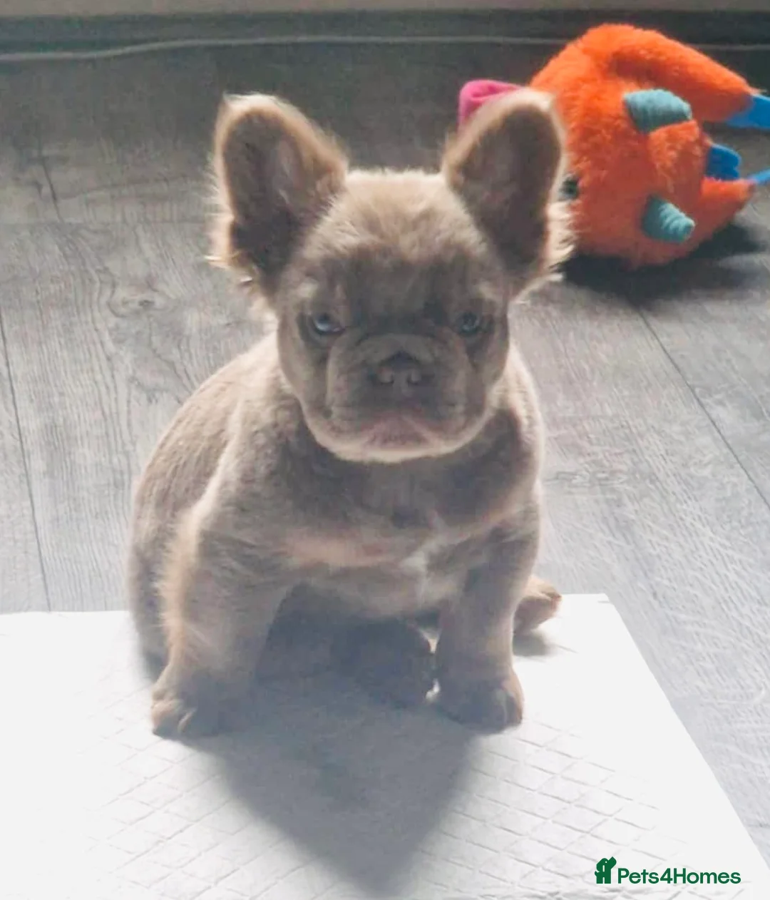 French Bulldog dogs for stud: Rfg tested aa lilac quad fluffy carrying testable in Sheffield - Advert 30