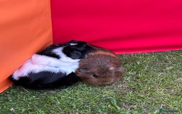 Guinea Pig rodents for sale: Female guinea pig pair (must stay together) - Image 7