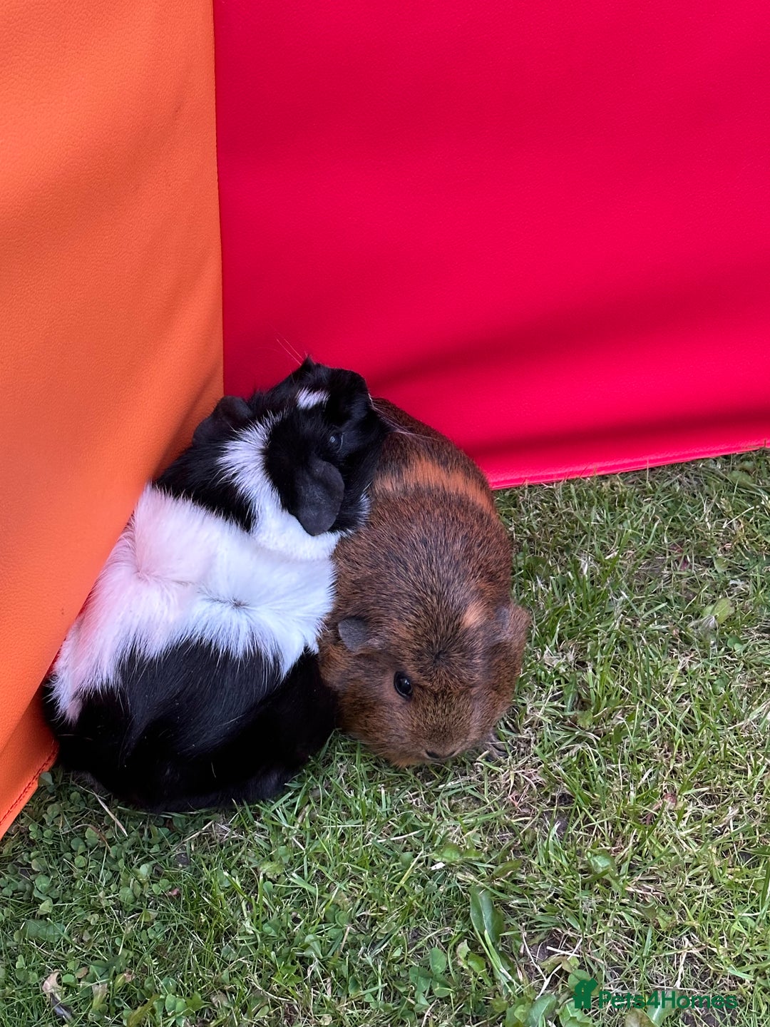 Guinea Pig rodents for sale: Female guinea pig pair (must stay together) - Image 7