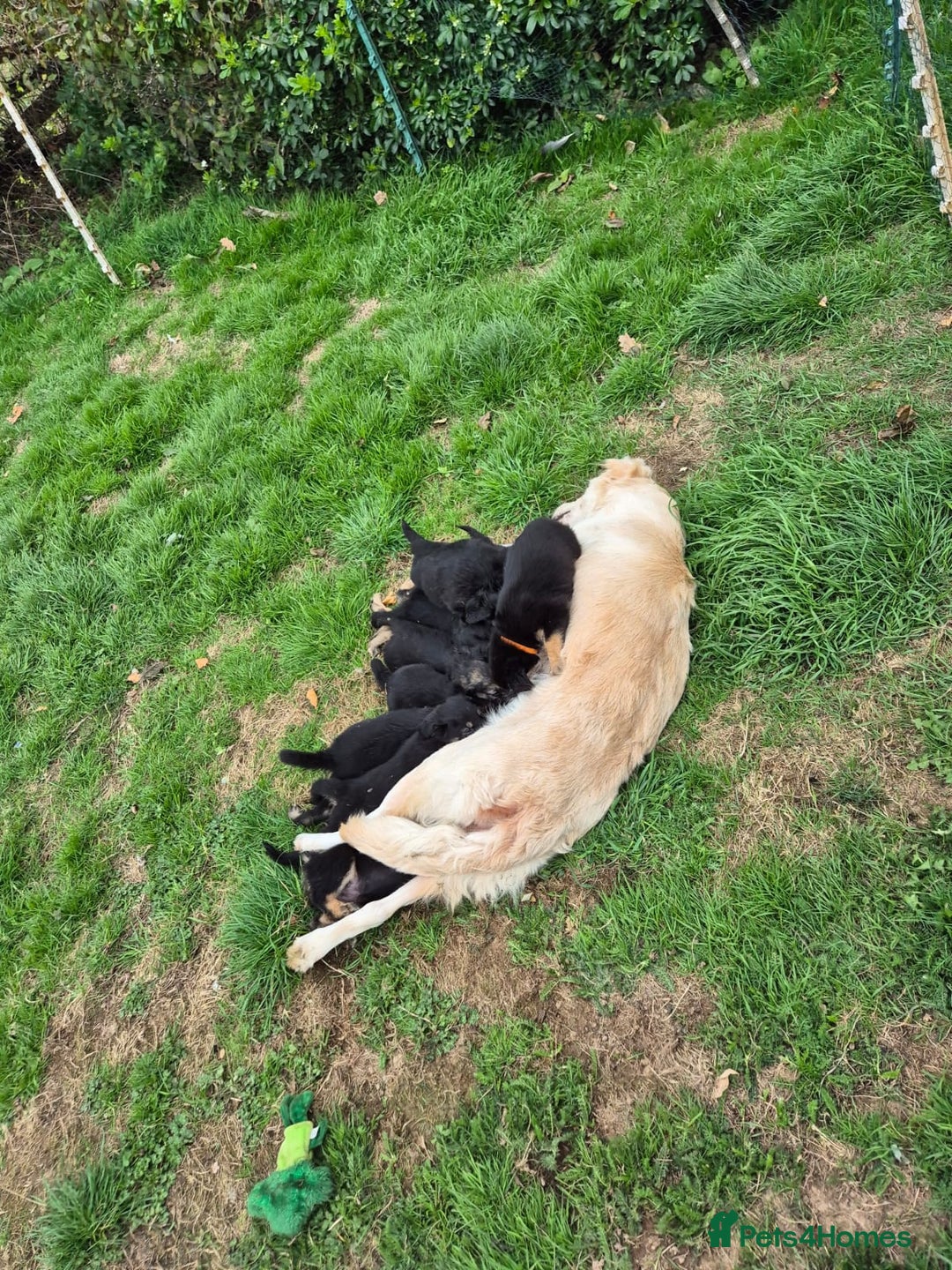 Mixed Breed dogs for sale: Golden Retrievers X Red & White Boarder Collie - Image 14