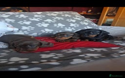 Dachshund dogs for sale: Beautiful Dachshund Puppies - Advert 29