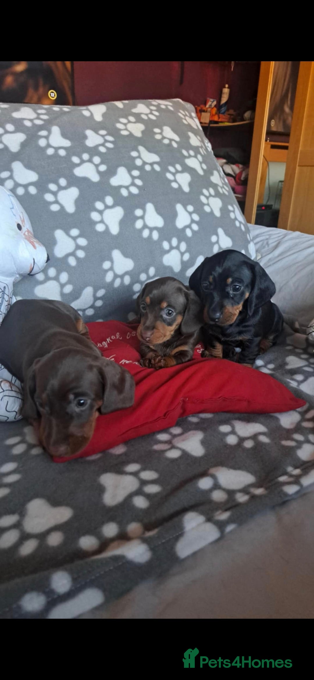 Dachshund dogs for sale: Beautiful Dachshund Puppies - Advert 29