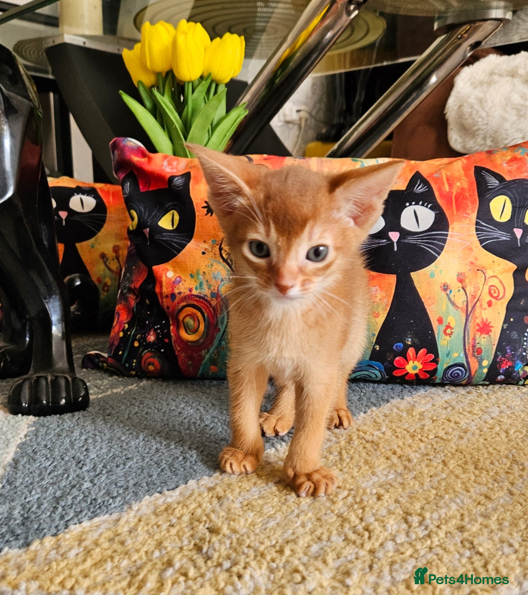 Abyssinian cats Abyssinian Kittens - Advert 2