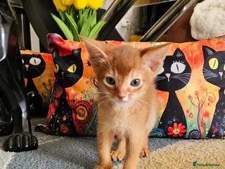 Abyssinian cats Abyssinian Kittens - Advert 2