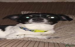 Jack Russell dogs for sale: Jack x chihuahua pups READY TO LEAVE  - Image 12