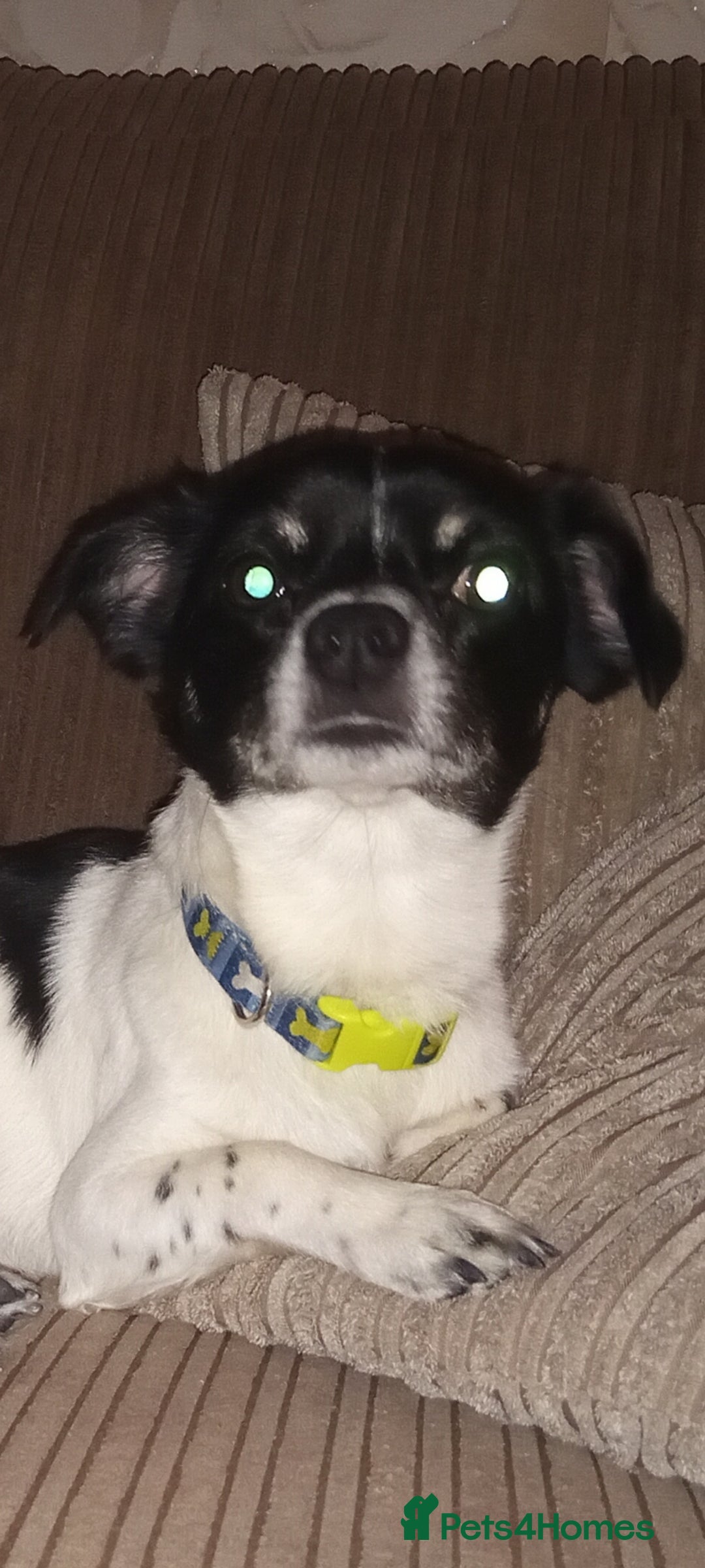 Jack Russell dogs for sale: Jack x chihuahua pups READY TO LEAVE  - Image 12