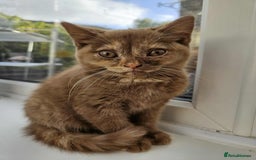 British Shorthair cats for sale: British short hair kittens - Image 1