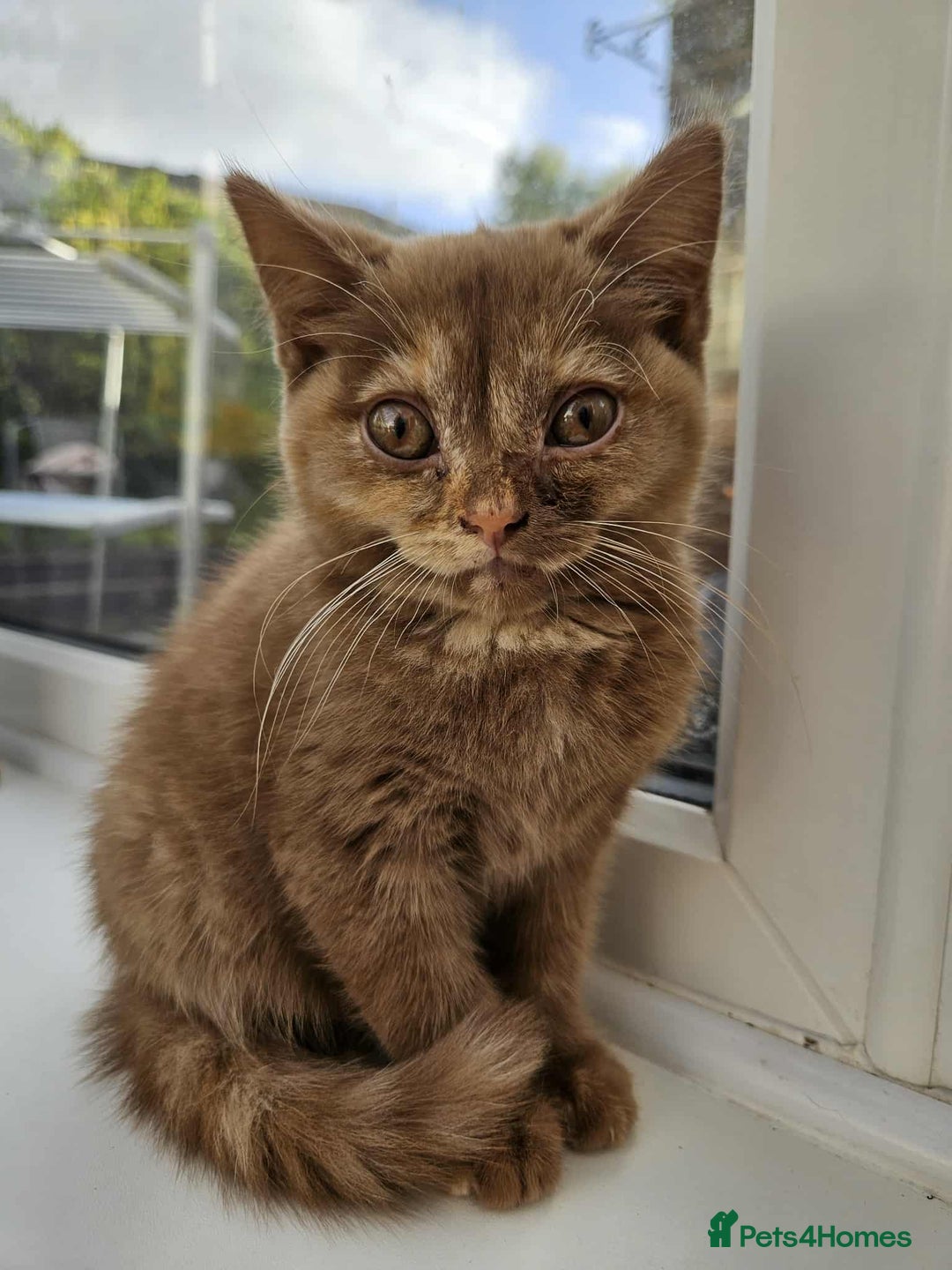 British Shorthair cats for sale: British short hair kittens - Image 1