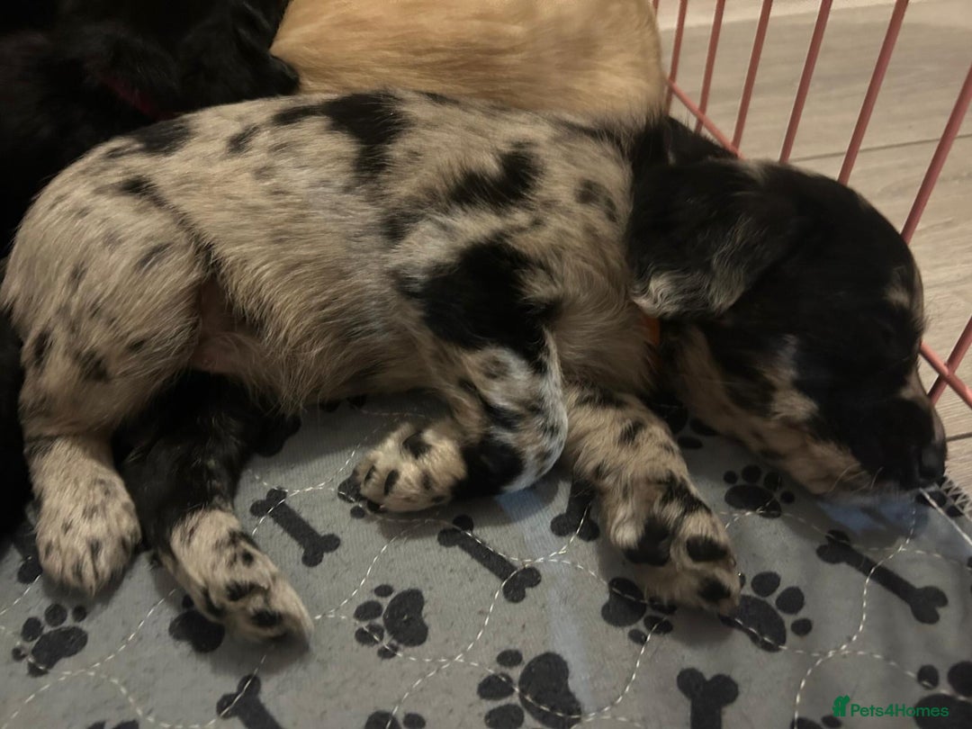 Labradoodle dogs for sale: Labradoodle puppies (home-raised) for sale - Advert 24