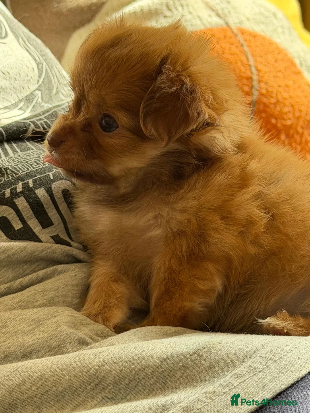 Chihuahua dogs for sale: Beautiful Female Chihuahua Puppy – “Squeak” - Advert 12
