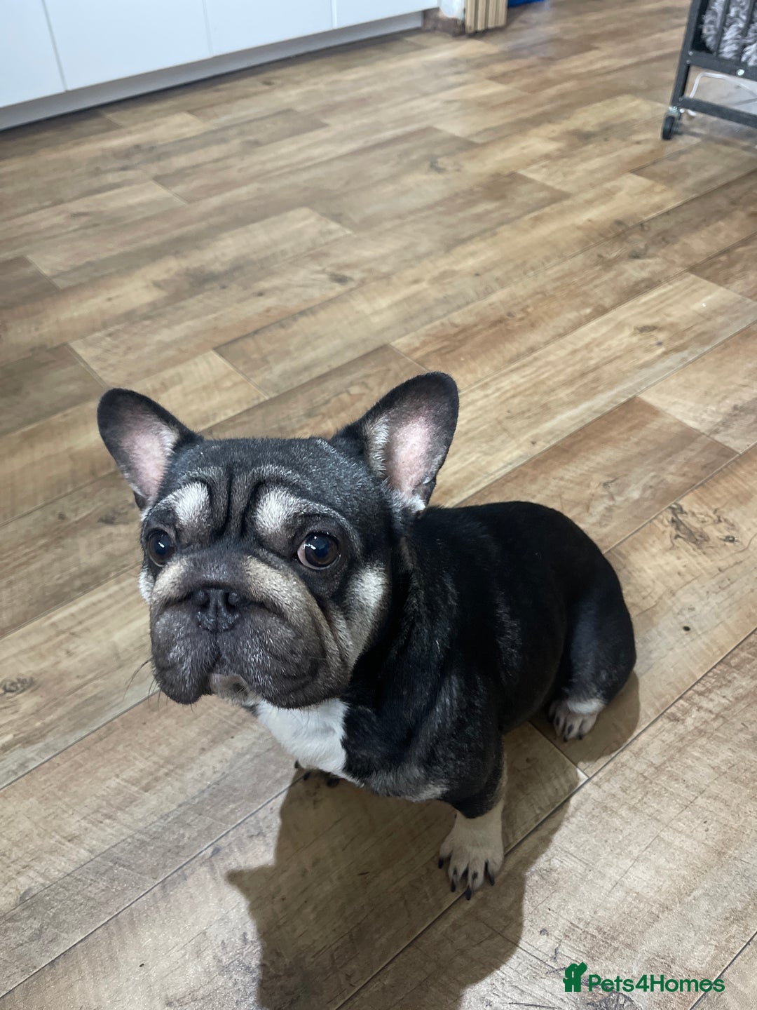French Bulldog dogs for sale: 3 French Bulldog Pups - Advert 11