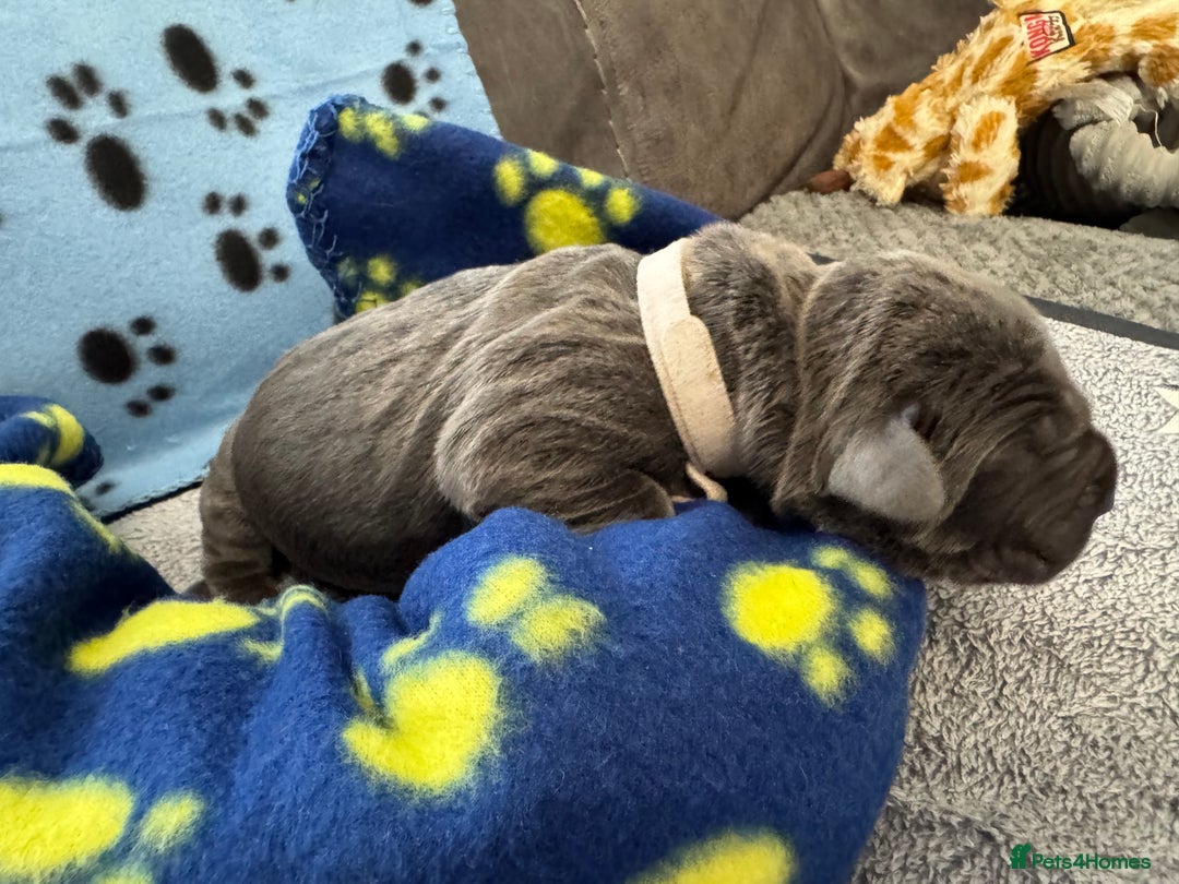 Neapolitan Mastiff dogs for sale: Neapolitan mastiff puppies  - Image 33