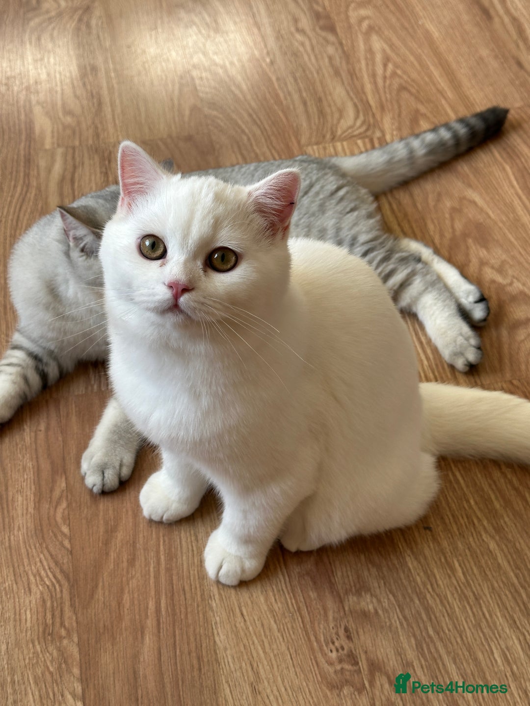 British Shorthair cats for sale: Gorgeous British Longhair & Shorthair Kittens - Advert 29