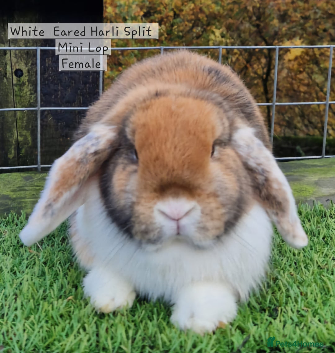 Mini Lop rabbits for sale: Various Mini lops available  - Advert 9
