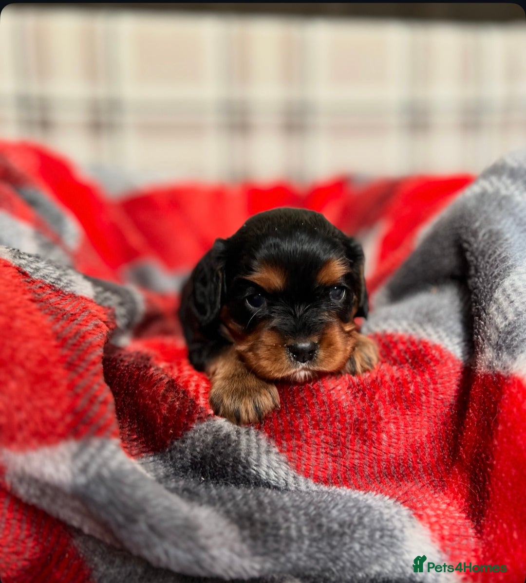Cavalier King Charles Spaniel dogs for sale: STUNNING CAVALIER KING CHARLES PUPPIES  - Advert 10
