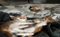 Mixed Breed cats for sale: 4 Gorgeous little boys  - Image 17