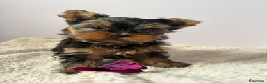 Yorkshire Terrier 2