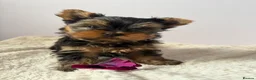 Yorkshire Terrier dogs for sale: Yorkshire terrier  - Advert 7