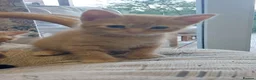 Mixed Breed cats for sale: Kittens ginger/black  - Advert 8