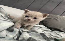 British Shorthair cats for sale: British shorthair kitten - Image 2