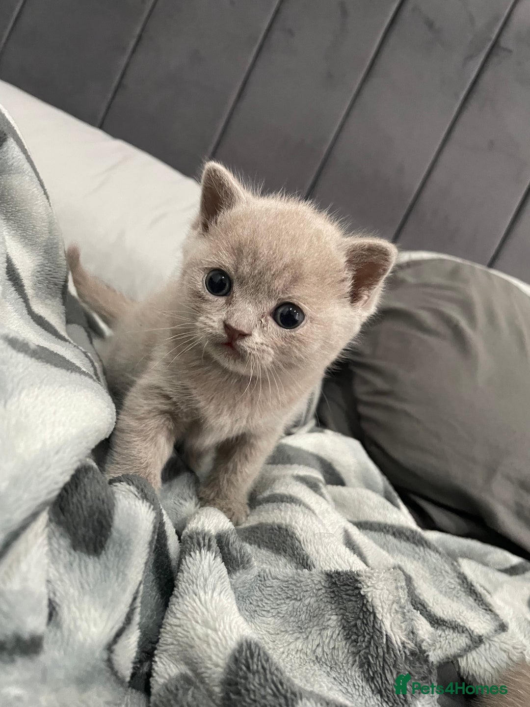 British Shorthair cats for sale: British shorthair kitten - Image 2