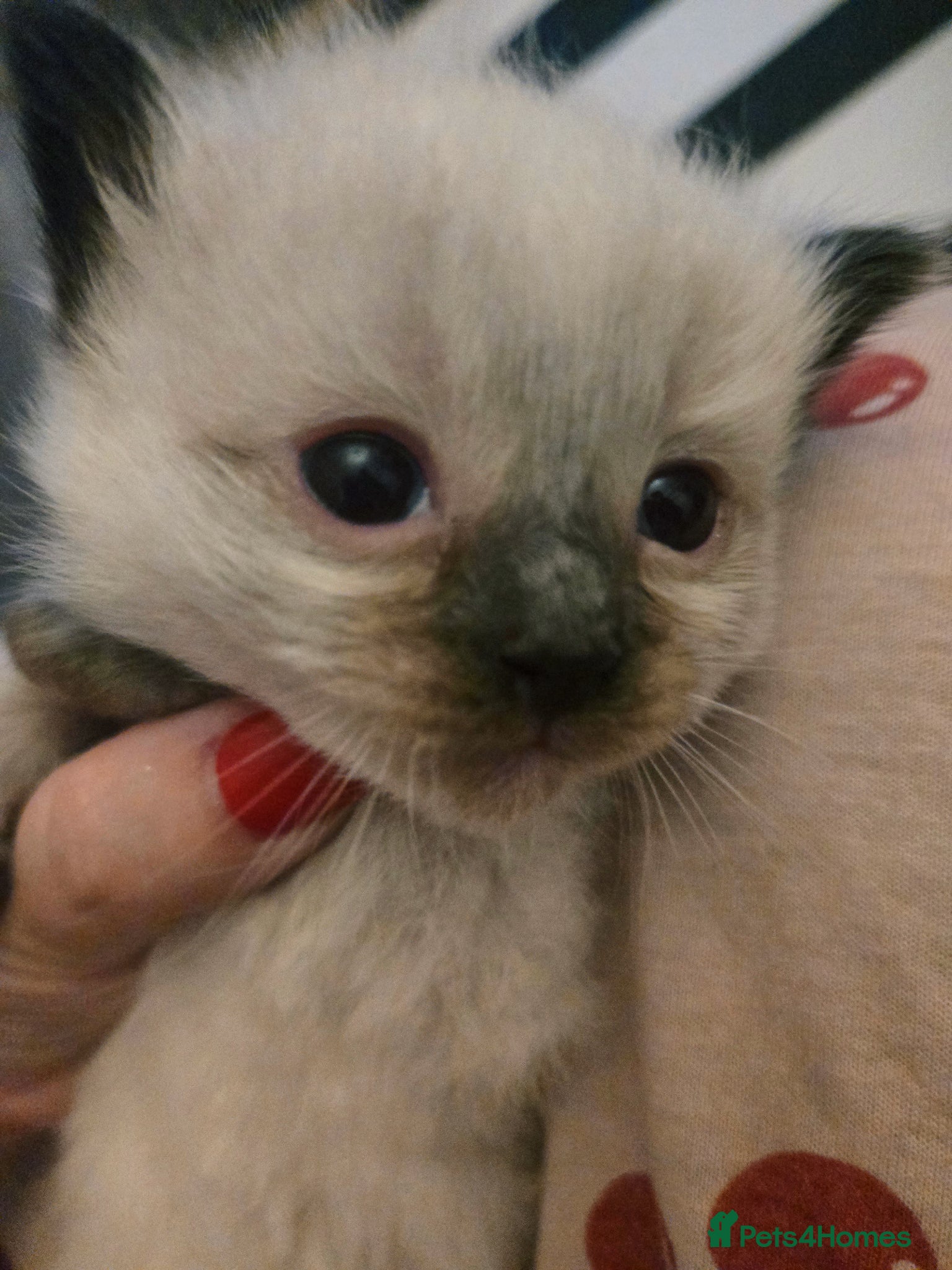 Ragdoll cats for sale: Stunning litter of Purebred Ragdoll kittens - Advert 15