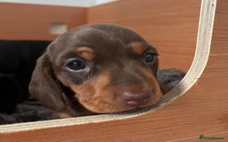 Miniature Dachshund dogs for sale: Two beautiful, sweet natured little boy puppies  - Image 11