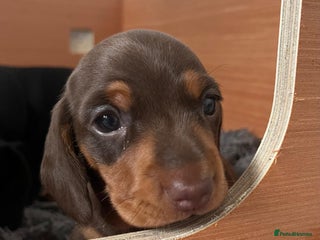 Miniature Dachshund dogs - Advert 17