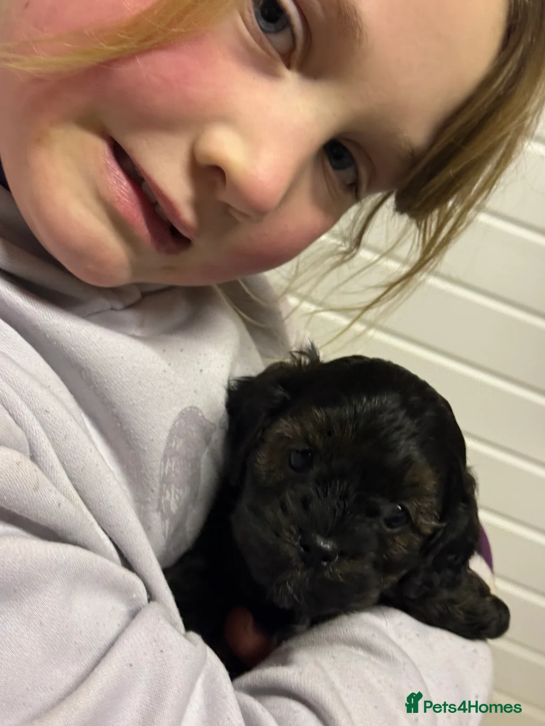 Cavapoo dogs for sale: Ready Now Stunning F1 Cavapoo boy - Advert 18