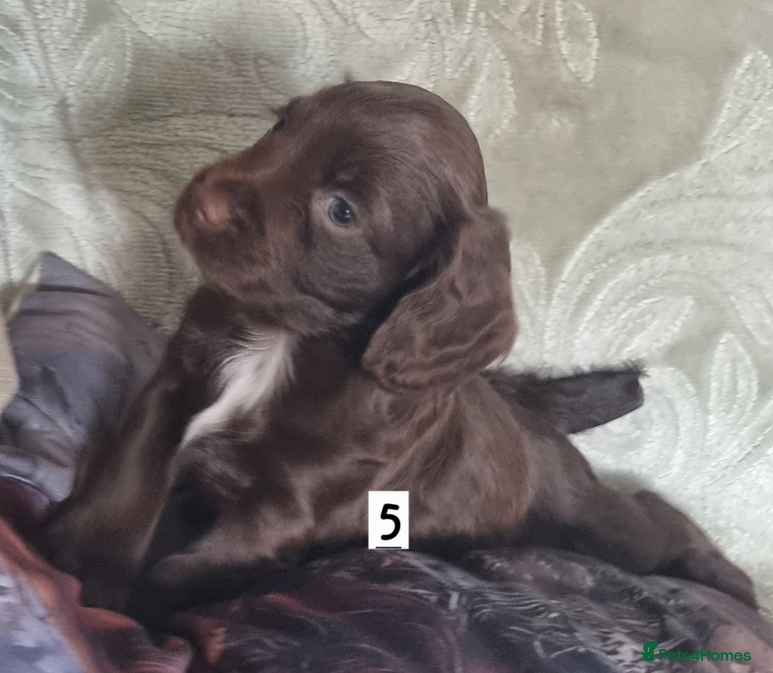 Cocker Spaniel dogs Cocker spaniel pups - Advert 2