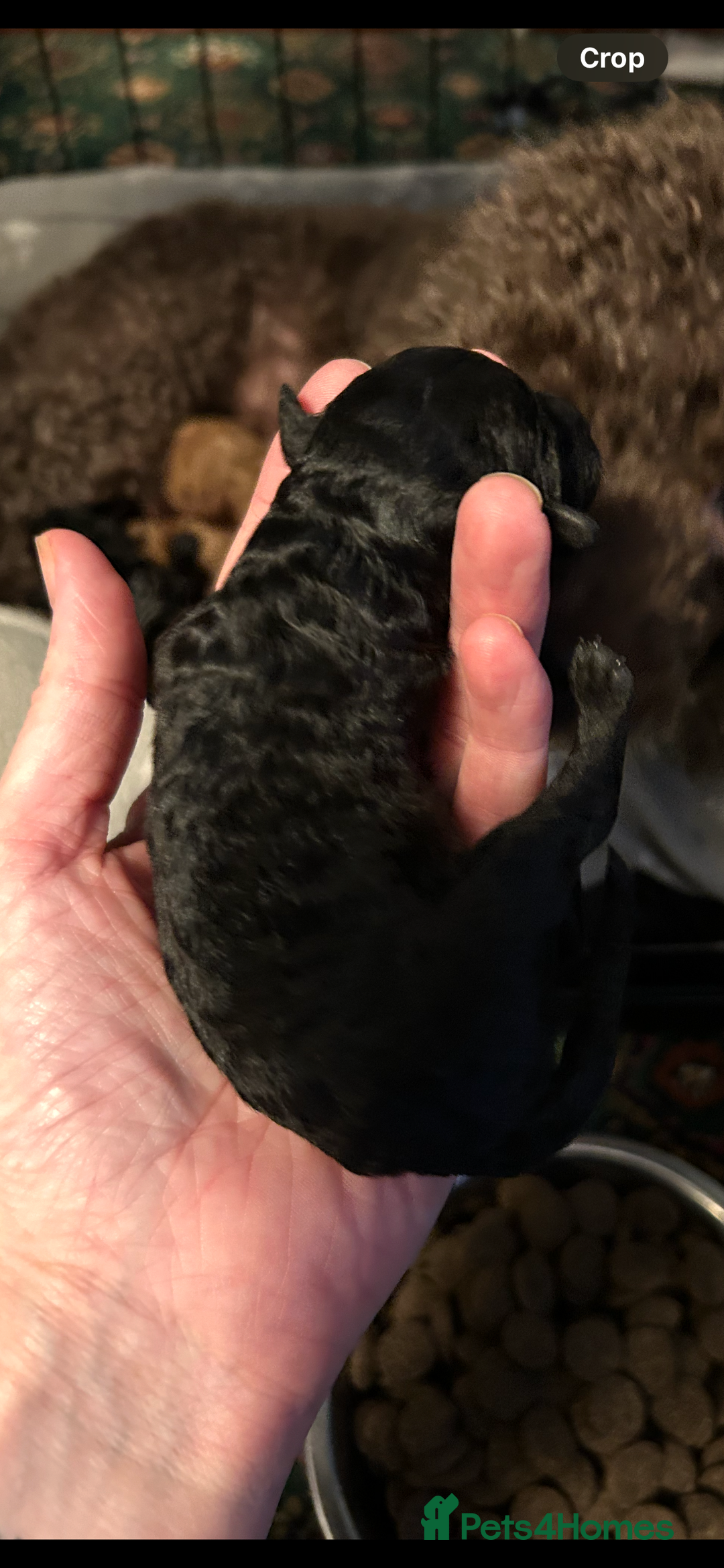 Mixed Breed dogs for sale: Mini/toy poodle puppies  - Image 5