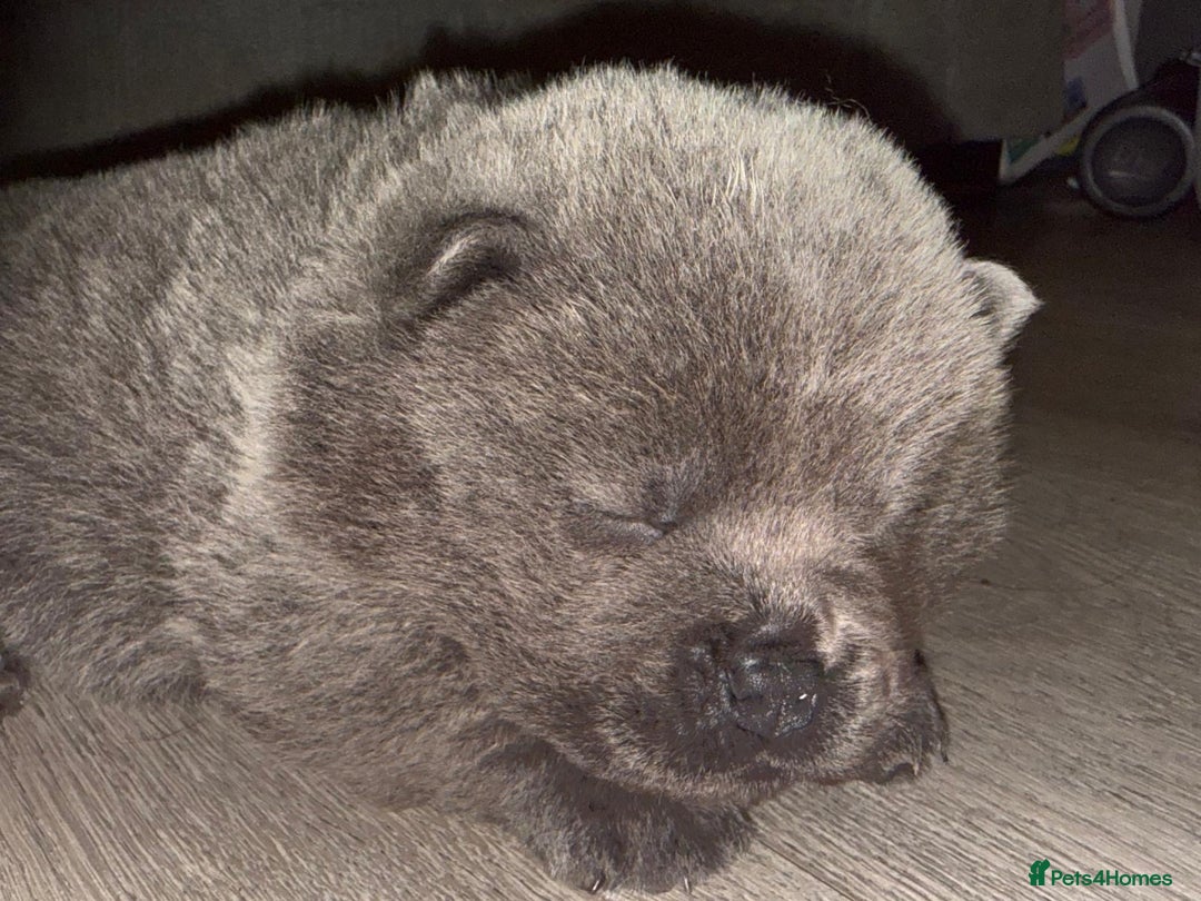 Chow Chow dogs for sale: Quality chow chow pups - Image 24
