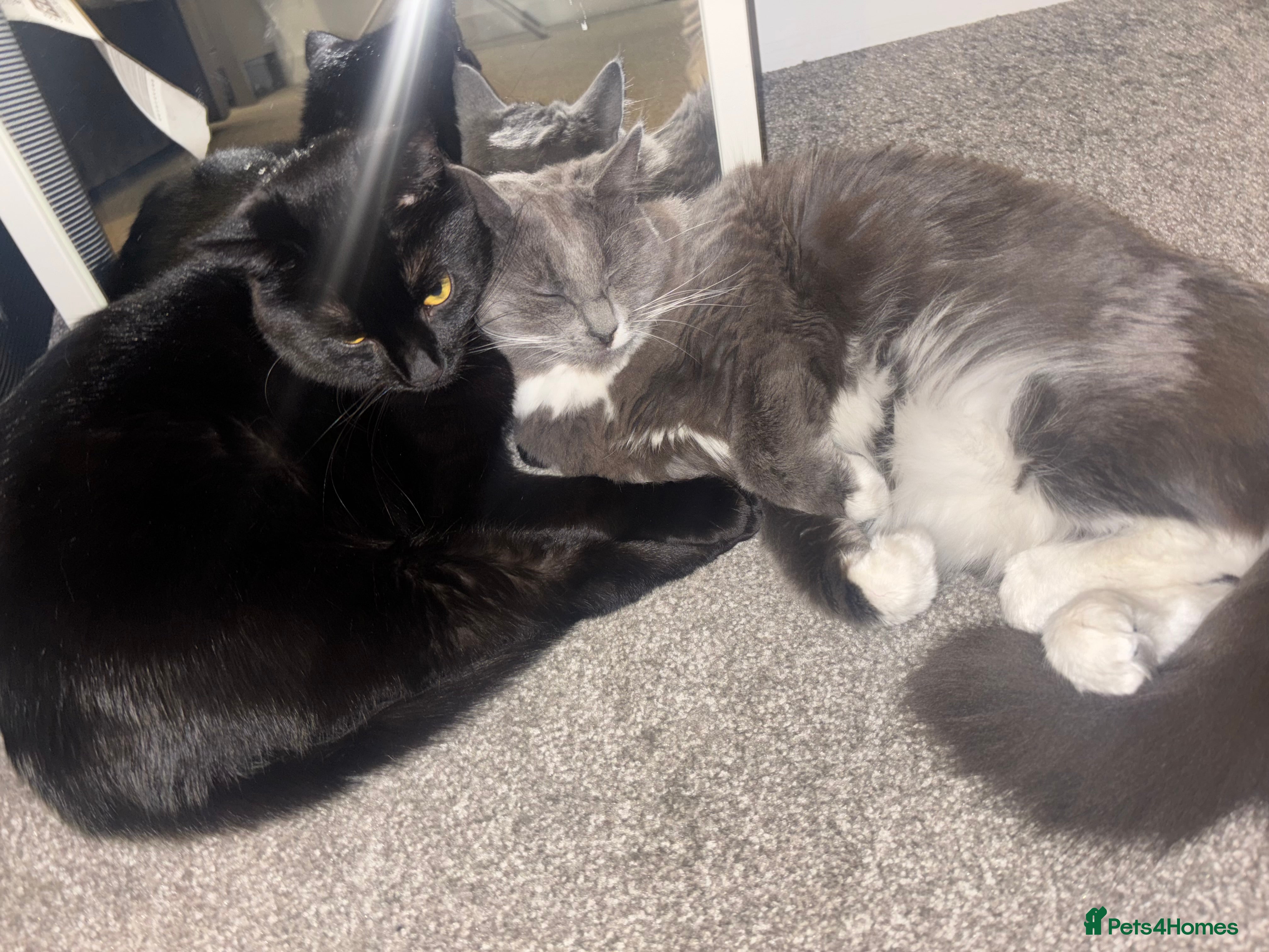 Ragdoll cats 1 ragdoll kitten&1 blk shorthair rehomed together  - Advert 8