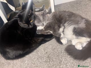 Ragdoll cats 1 ragdoll kitten&1 blk shorthair rehomed together - Advert 14