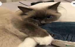 Ragdoll cats for sale: Mr oreo  - Advert 5