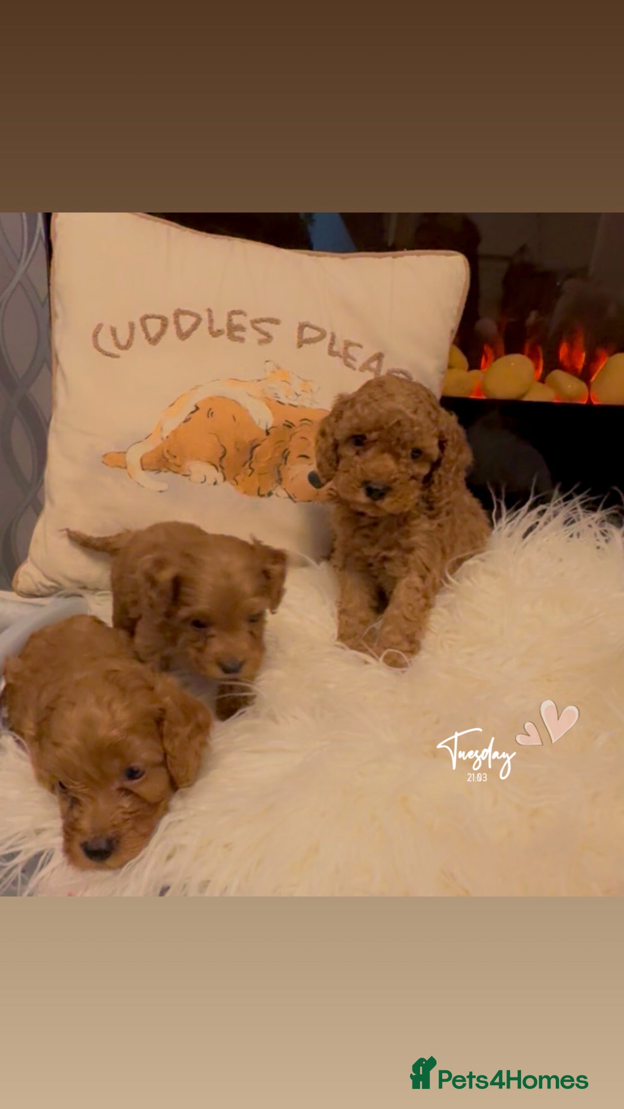 Cockapoo dogs  F1b Miniature Cockapoo Puppies fox red colour  - Advert 10