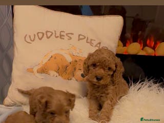 Cockapoo dogs F1b Miniature Cockapoo Puppies fox red colour - Advert 17