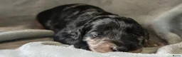 Cockapoo dogs for stud: 🐾 Cockapoo Stud Available – Healthy & Friendly🐾 - Advert 6