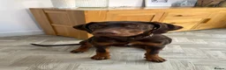 Rhodesian Ridgeback dogs for sale: KC REGISTERED Rhodesian ridgeback 9month old  - Advert 1