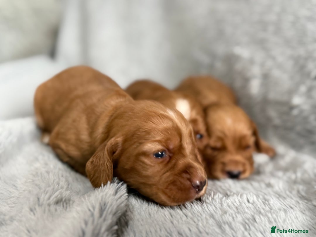 Cocker Spaniel dogs for sale: Gorgeous KC Working Cocker Spaniels- Health Tested - Image 8