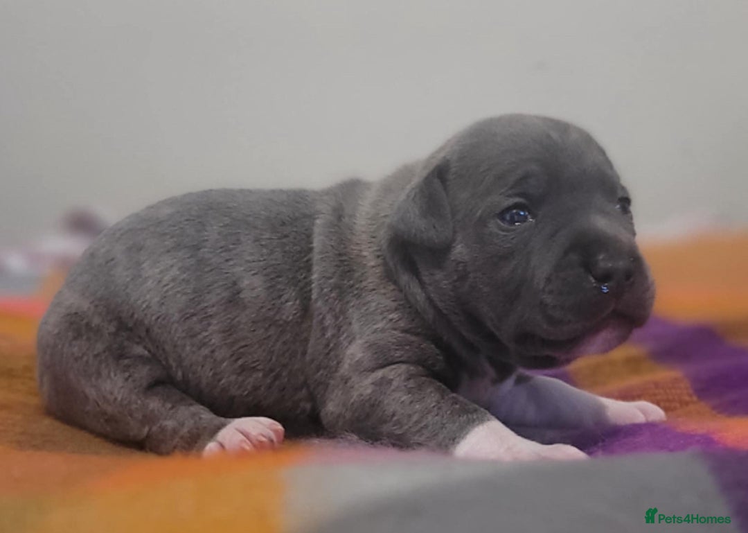 Staffordshire Bull Terrier dogs for sale: Kc Blue Staff pups - Advert 12