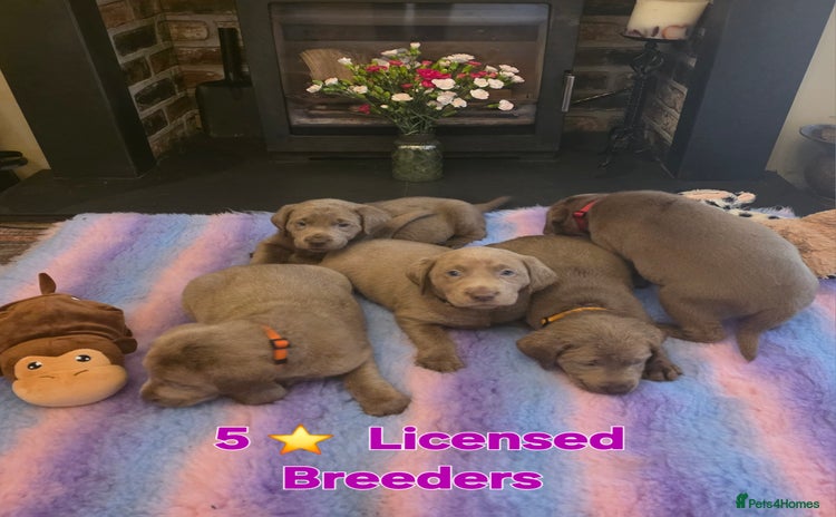 Labrador Retriever dogs - Advert 6