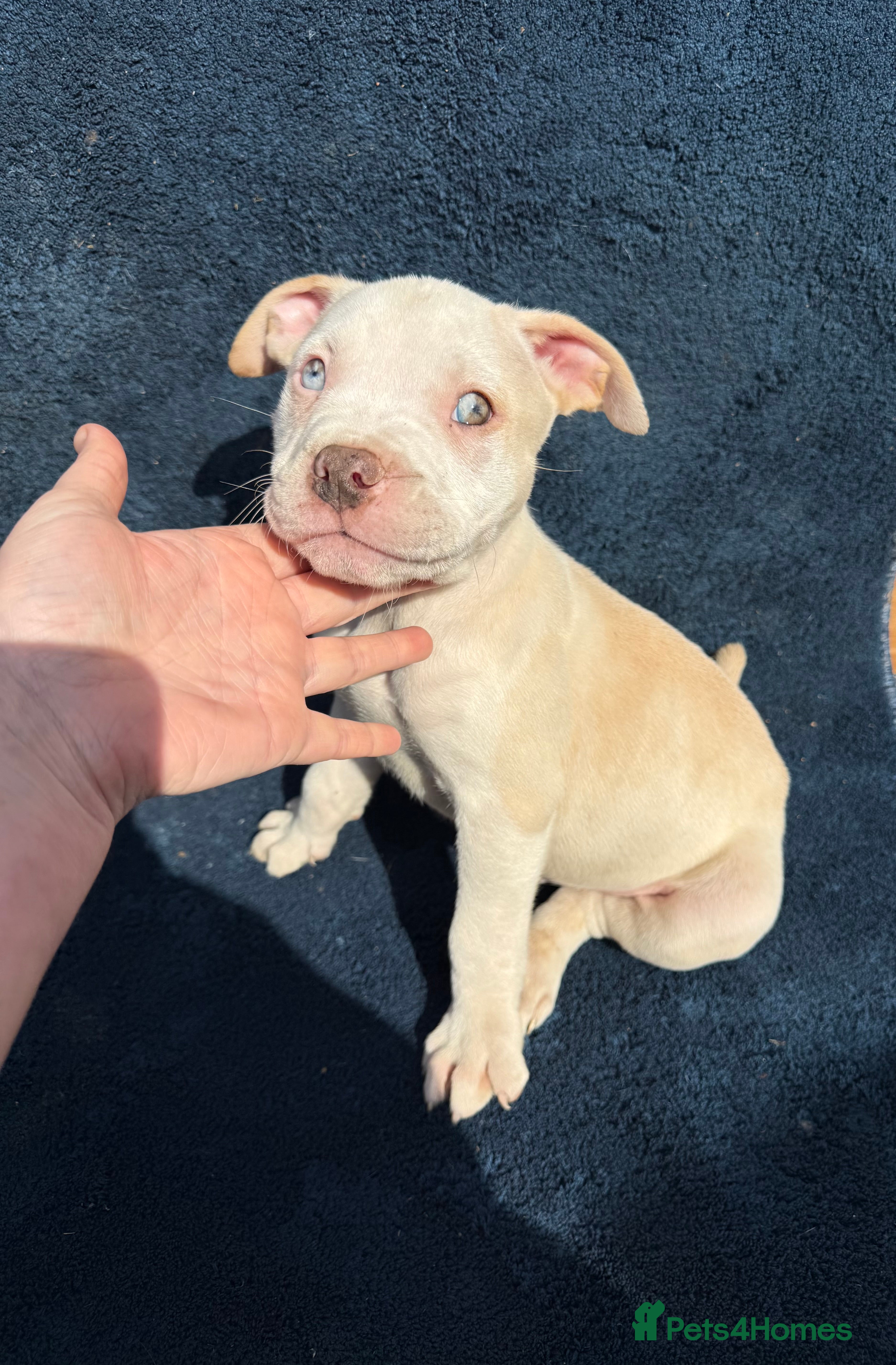 Alapaha Blue Blood Bulldog dogs Alapaha blue blood bulldog Puppies - Advert 4